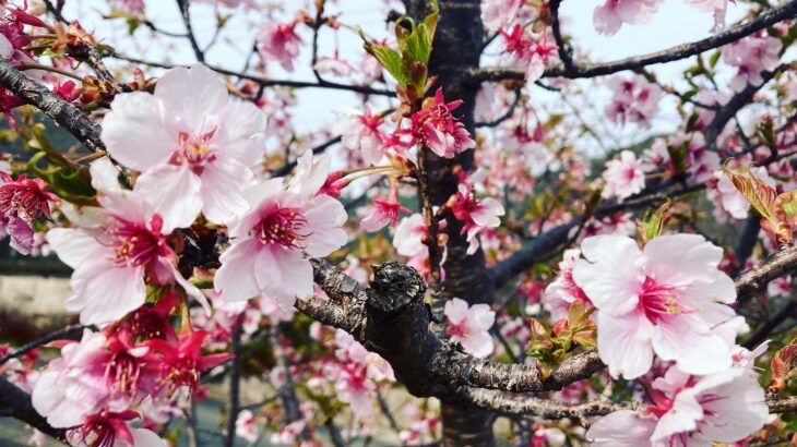 厳しい冬を越して咲き誇る桜を楽しむ